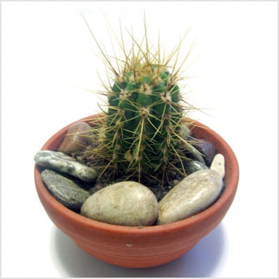 Contra la radiación: Cactus