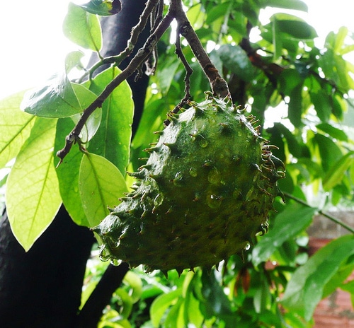 Frutas peruanas para una larga vida. Parte I.