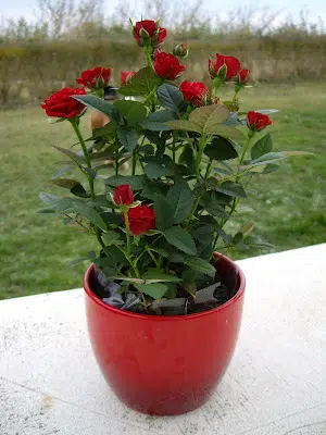 La rosa de pitiminí, una flor ideal para el interior de nuestra casa
