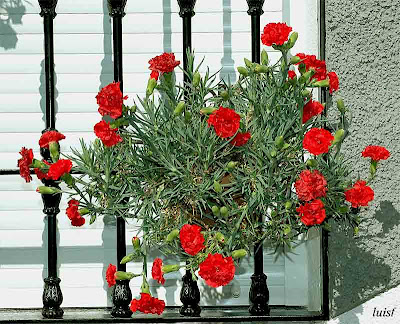 Los claveles, una vistosa flor para nuestras ventanas y balcones