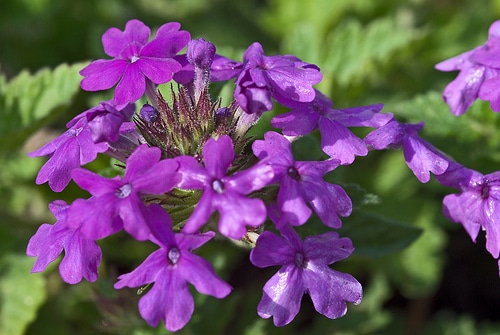 Los treinta y ocho remedios florales para combatir diversas enfermedades