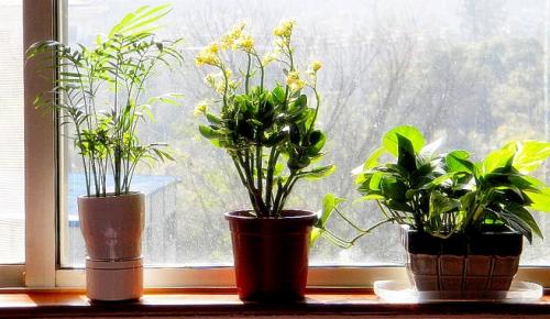 Operación primavera para tus plantas