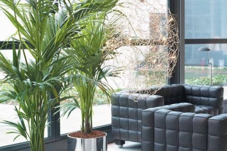 Un bello elemento decorativo dentro de casa: las palmeras