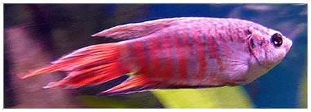 Un pez insociable pero de gran belleza: el pez paraíso