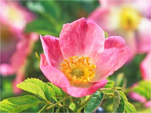 Una flor aliada de nuestra piel: Rosa mosqueta