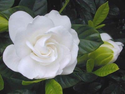 Una flor hermosa y delicada: la gardenia