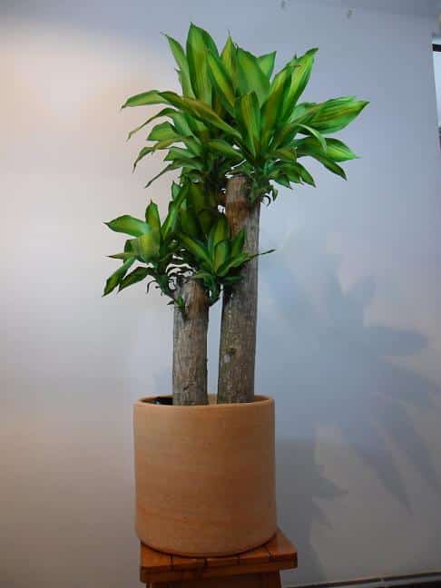 Una planta muy decorativa: el tronco de Brasil