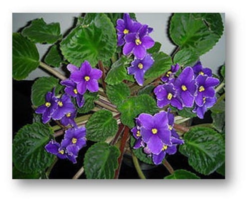 Unas flores humildes y bellas: las violetas