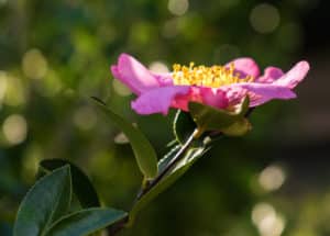 Aceite de Camelia