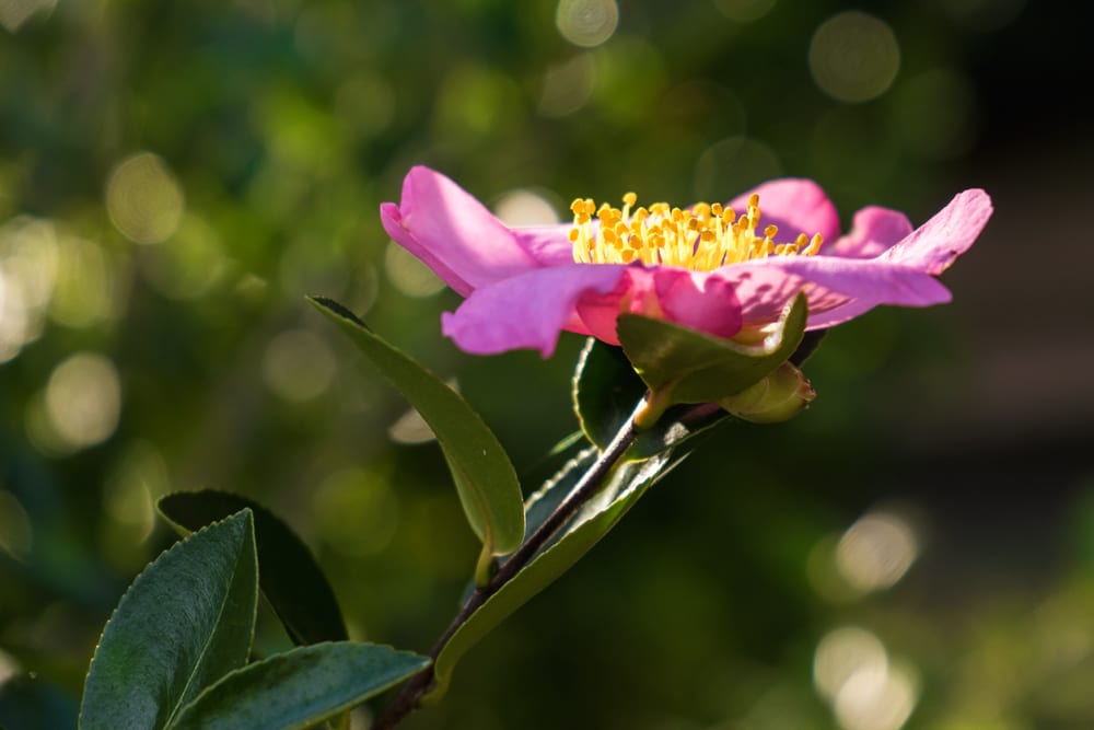 Aceite de Camelia