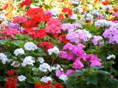 Aceite esencial de Geranio: beneficios para la salud y usos