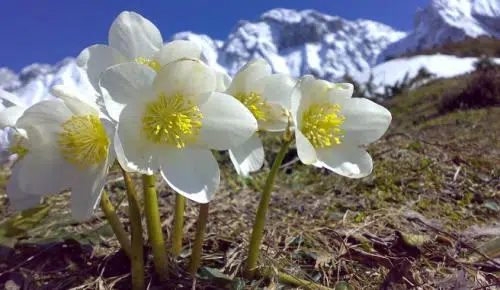 La rosa de Navidad y su bella leyenda